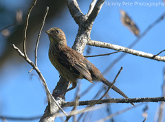 Pipilo erythrophthalmus alleni