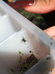 Artoriinae