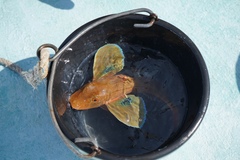 Chelidonichthys lucerna