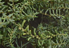 Suaeda arbusculoides
