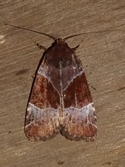 Hampsonodes mastoides