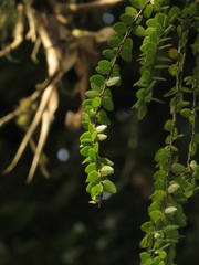 Sphyrospermum buxifolium