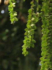 Sphyrospermum buxifolium