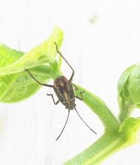 Boisea rubrolineata