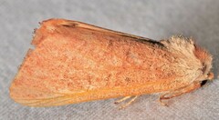 Psaphida styracis