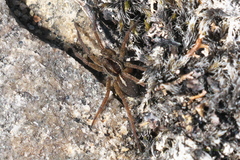 Pardosa glacialis