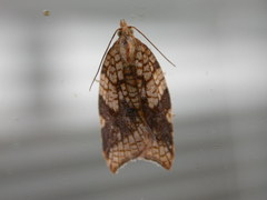 Acleris rhombana