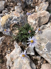 Erigeron leiomerus