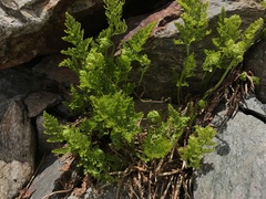 Cryptogramma crispa