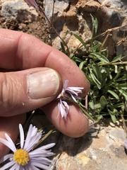 Erigeron leiomerus