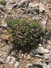 Eriogonum coloradense
