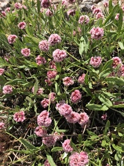 Eriogonum coloradense