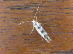 Argyresthia goedartella