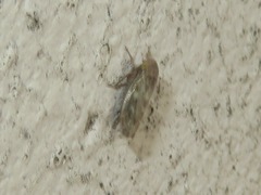 Euscelis incisus
