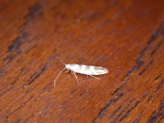 Argyresthia goedartella