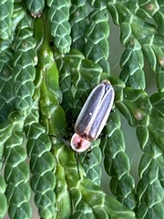 Photinus marginellus