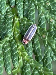 Photinus marginellus