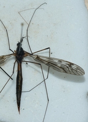 Tipula irrorata