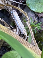 Crambus saltuellus