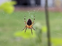 Araneus diadematus
