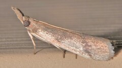Peoria longipalpella