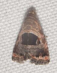 Tripudia rectangula