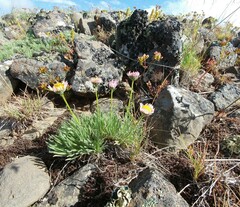 Erigeron disparipilus