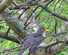 Turdus reevei