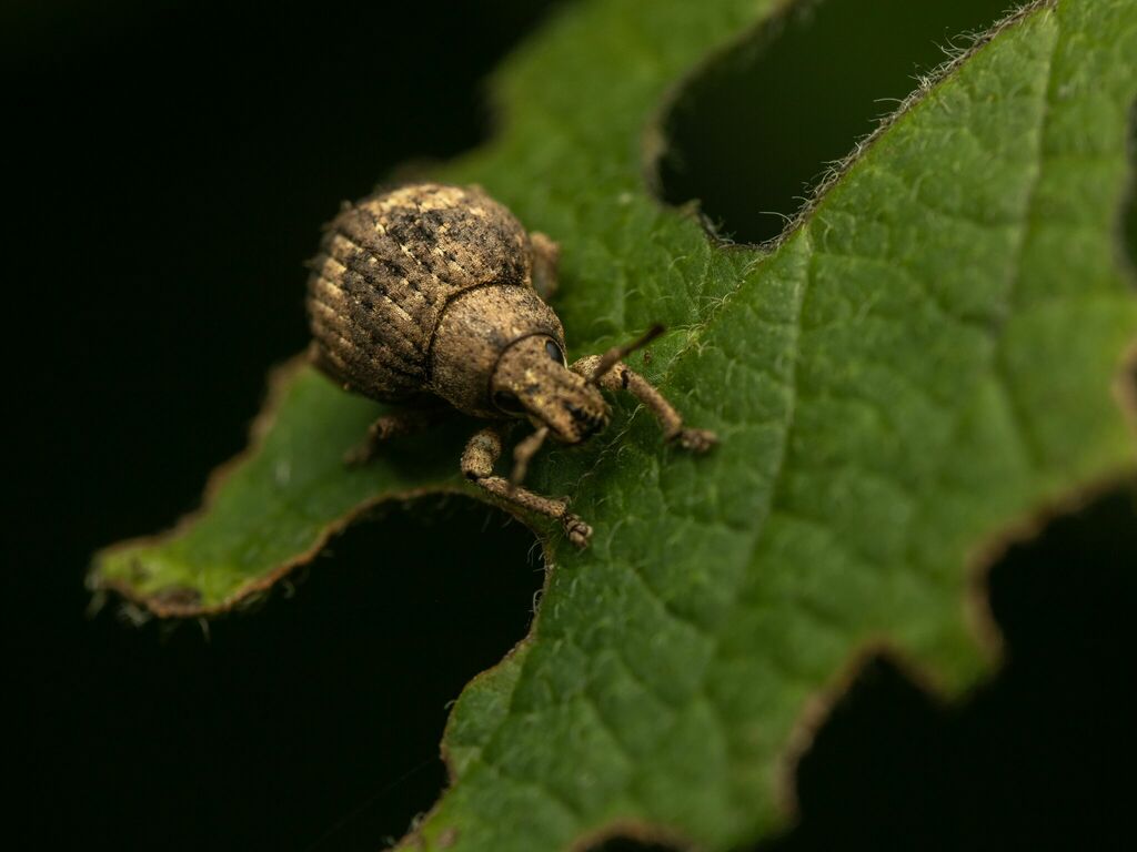 Two Banded Japanese Weevil From Montgomery County Md Usa On August 01 2022 At 0119 Pm By 1136