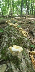 Pleurotus citrinopileatus