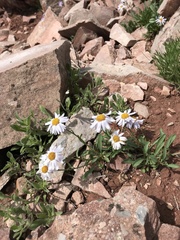 Erigeron leiomerus