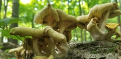 Pleurotus citrinopileatus