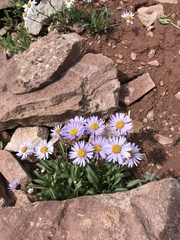 Erigeron leiomerus