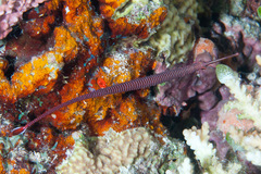 Many-Bands Pipefish photo 1