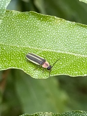 Photinus marginellus
