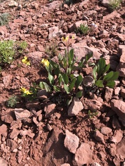 Senecio amplectens holmii