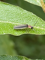 Photinus marginellus