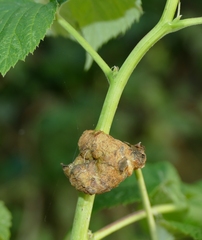 Lasioptera rubi