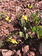 Senecio amplectens holmii