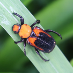 Clinterocera bicolor