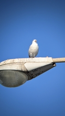 Ichthyaetus audouinii