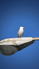 Ichthyaetus audouinii