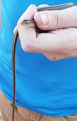 Ophisaurus attenuatus