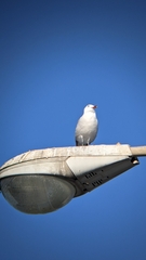 Ichthyaetus audouinii