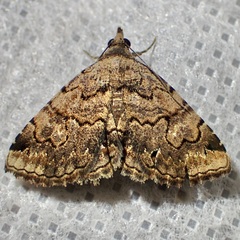 Toxonprucha repentis