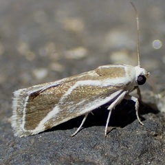 Ponometia alata