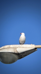 Ichthyaetus audouinii