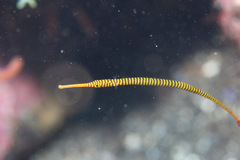 Yellowbanded Pipefish photo 3