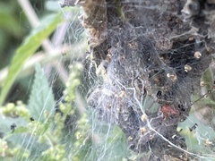 Allagelena gracilens