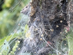 Allagelena gracilens
